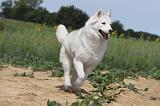 SIBERIAN HUSKY 089